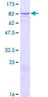 Human ZNF319 Protein (Recombinant GST)