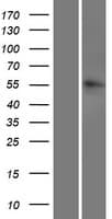 LRRC14B Protein (Over-Expression Lysate Myc-DDK (Flag))