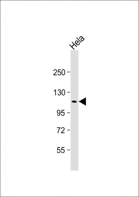 SEC24D Antibody (N-Terminus)