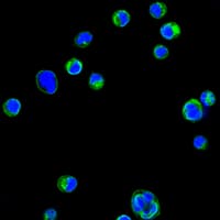 Monoclonal Mouse anti-Human ITGB2 / CD18 Antibody (clone 1E+13, IF)
