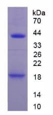 Mouse IL1R1 Protein (Recombinant His-T7)