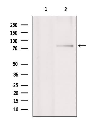 RNF6 Antibody