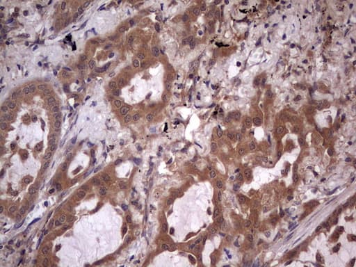 UFD1L Antibody (clone OTI8G6)