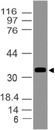 MYD88 Antibody