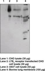 IHC-plus™ Leukotriene B4 Receptor / BLT1 Antibody