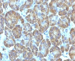TOP1MT Antibody (clone TPIMT-1)
