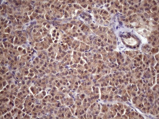 Monoclonal Mouse anti-Human WDR61 Antibody (clone OTI2H10, Carrier-free, aa92-305, IHC, WB)
