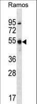 FOXJ2 Antibody (aa131-158)