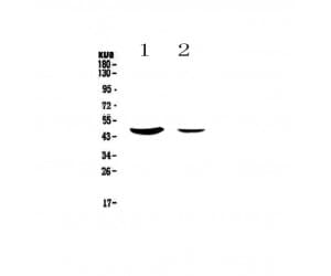 Polyclonal Rabbit anti-Human MUC7 Antibody (WB)