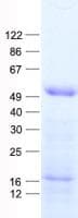 Human TFAP2B / AP2 Beta Protein (Recombinant His, N-Terminal)