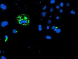 Monoclonal Mouse anti-Human CAMLG / CAML Antibody (clone OTI1A3, IHC, IF, WB)