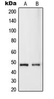 RASSF8 Antibody (Internal)
