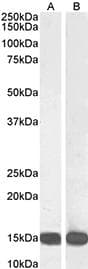 CLC Antibody