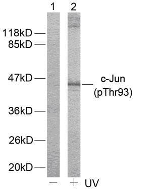 Polyclonal Rabbit anti-Human JUN / c-Jun Antibody (phospho-Thr93, IHC, WB)