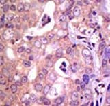 USP1 Antibody (aa607-637)