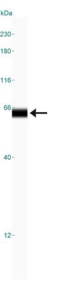 PRKAA1 / AMPK Alpha 1 Antibody (clone 2B7)