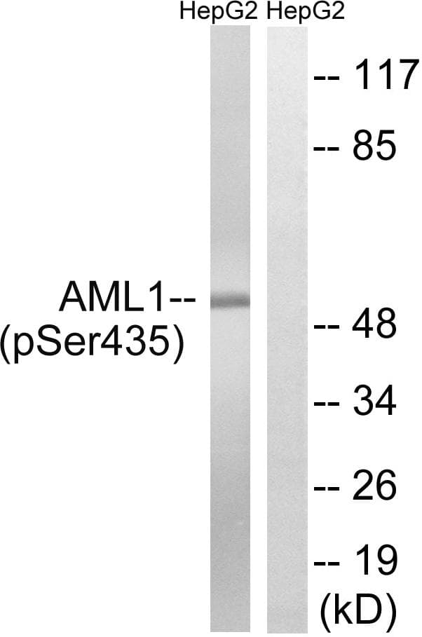 AML1 / RUNX1 Antibody (phospho-Ser435)
