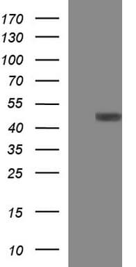 TXNDC5 / ERP46 Antibody (clone OTI1F6)