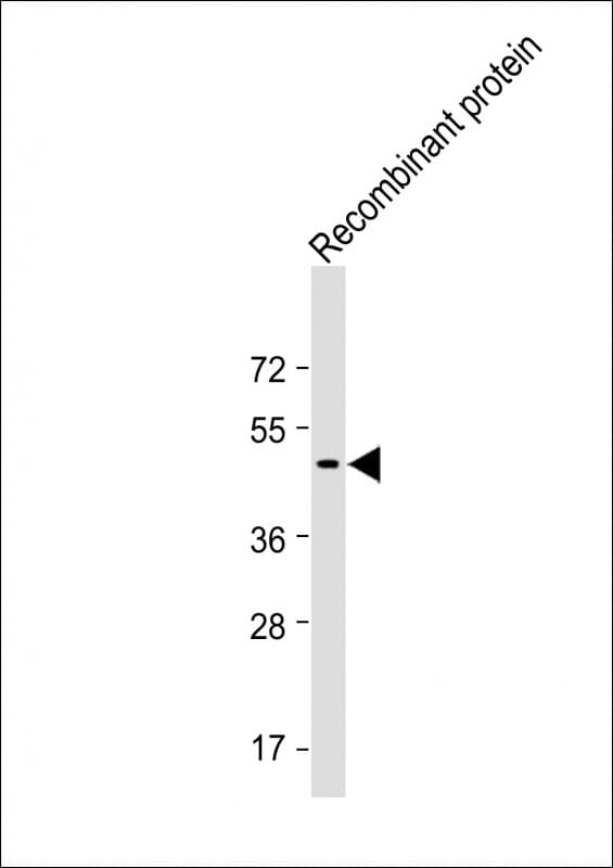 TrpE Antibody