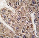 BICD2 Antibody (aa787-818)