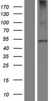 CPB2 / TAFI Protein (Over-Expression Lysate Myc-DDK (Flag))