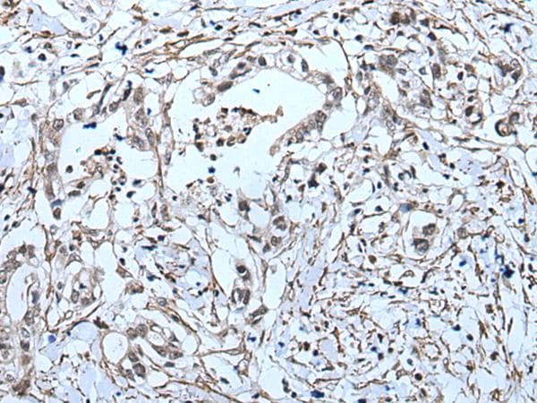 GJA5 / CX40 / Connexin 40 Antibody