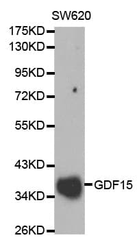 GDF15 Antibody