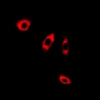IHC-plus™ ANXA8L1 Antibody