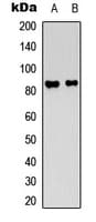 ATXN1 / SCA1 Antibody (C-Terminus)