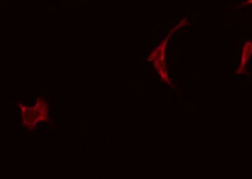 Polyclonal Rabbit anti-Human CKMT2 Antibody (IF, WB)