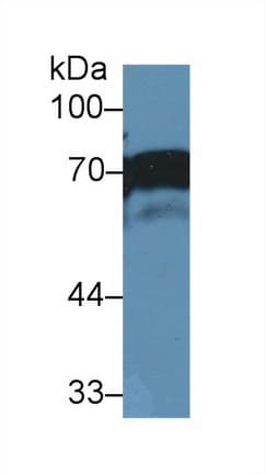 NUMB Antibody (aa376-482)