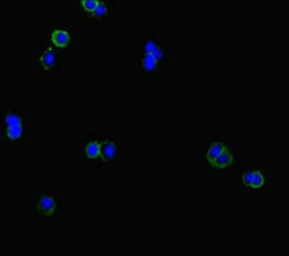 CLCN1 / CLC-1 Antibody