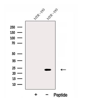 DNAJC12 Antibody