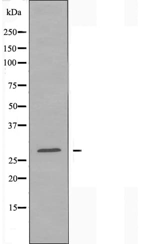 THY1 / CD90 Antibody
