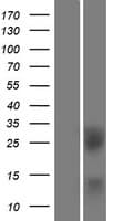 BTLA / CD272 Protein (Over-Expression Lysate Myc-DDK (Flag))