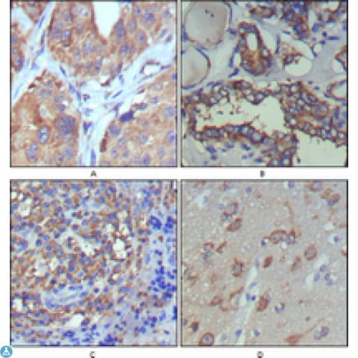 WNT5A Antibody