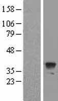 ATG3 Protein (Over-Expression Lysate Myc-DDK (Flag))