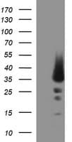 Monoclonal Mouse anti-Human POMC / Proopiomelanocortin Antibody (clone OTI1A8, WB)