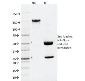 APG5 / ATG5 Antibody (clone ATG5/2101, Azide-free, BSA-free)