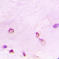 HIST3H3 Antibody