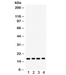 CENPA / CENP-A Antibody