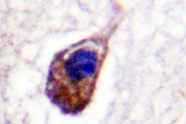 Polyclonal Rabbit anti-Human GJA1 / CX43 / Connexin 43 Antibody (Lys257, IHC, IF, WB)