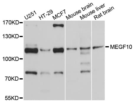 MEGF10 Antibody