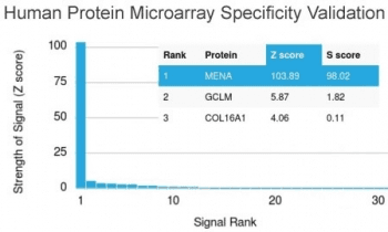 Monoclonal Mouse anti-Human ENAH / MENA Antibody (clone ENAH/1988, WB)