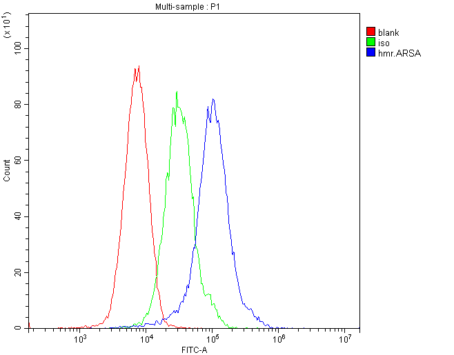 ARSA / Arylsulfatase A Antibody