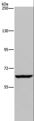 IVL / Involucrin Antibody