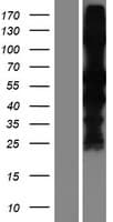 Human SAG / Arrestin Protein (Over-Expression Lysate Myc-DDK (Flag))