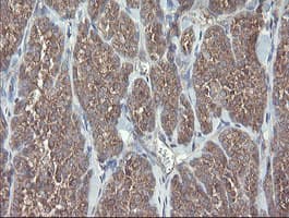 VBP1 Antibody (clone OTI2E6)