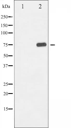 Polyclonal Rabbit anti-Human RELA / NFKB p65 Antibody (phospho-Thr435, IHC, IF, WB)
