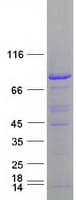 Human Cullin 4A / CUL4A Protein (Recombinant Myc-DDK (Flag))